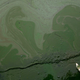 Above, a blue-green algae bloom—and one of its unfortunate victims, a dead fish—that occurred in China’s Taihu Lake in 2007.